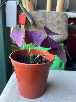 Shade plant