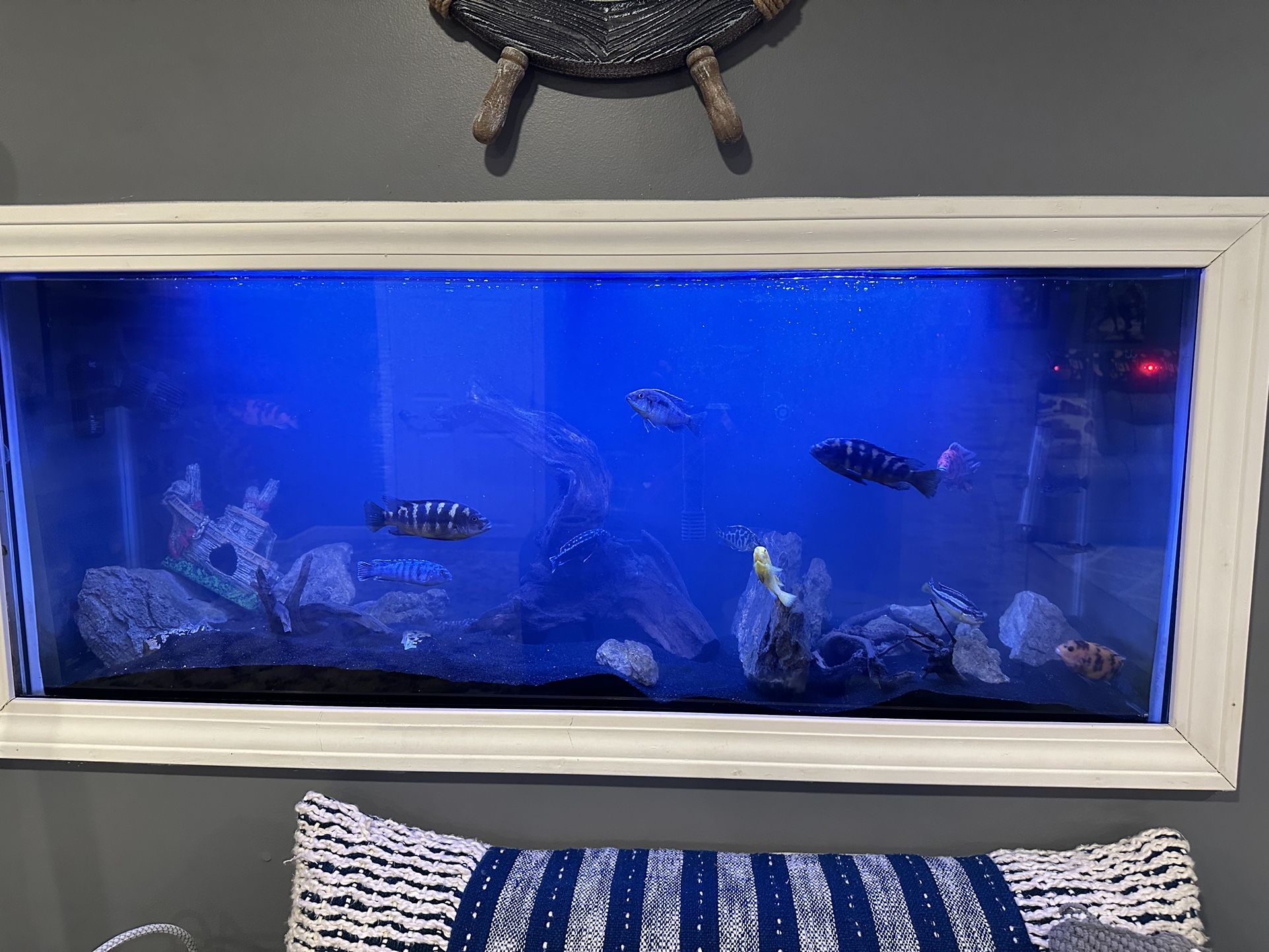 55 Gallon Cichlid Aquarium