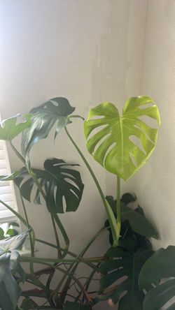 Large Monstera Deliciosa Live Plant