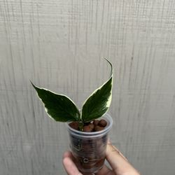 variegated hoya polyneura