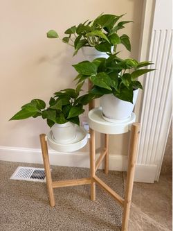 Live healthy golden Pothos or silvery Ann plants in 6” pot