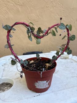 String Of Hears