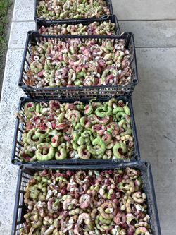 Guamuchiles