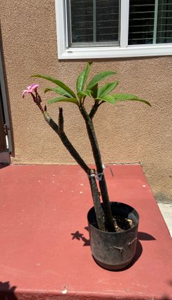 Plumeria