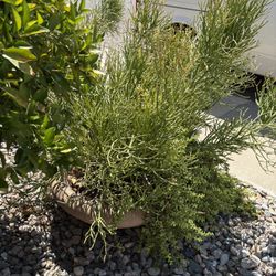 Plants 