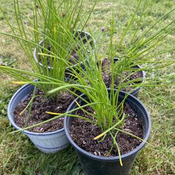 Organic Chive Plants