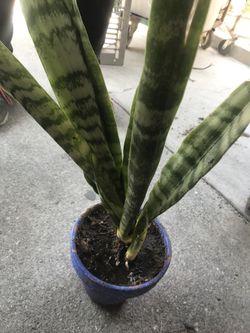 Plants