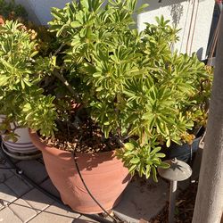 Potted 5 Gallon Five Fingers Plant