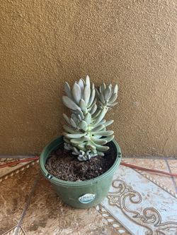SUCULENTA PLANTA 🌱 ORIGINAL 💲5.00