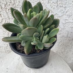 6 Inch Pot Succulent Plant - Crassula Lanuginosa - Dragon Tongue - Established Plant - Drought Resistant - 🪴 