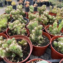 Cereus Monstrosus