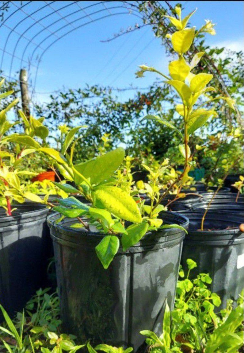 Confederate Jasmine plants in pots