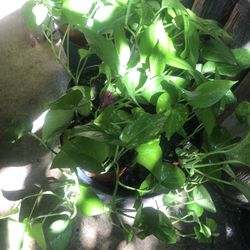 Golden Pothos Ever Green Plant Indoor /outdoor