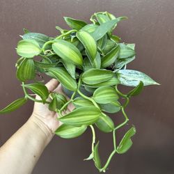 6” variegated vanilla orchid 