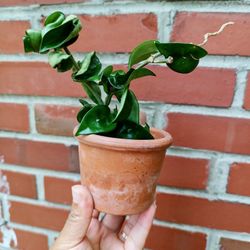 Hoya Rope In 4 Inch Terracotta Pot With Drainage 