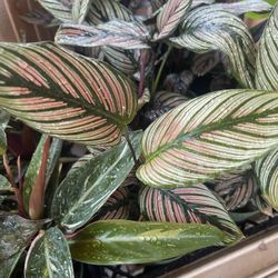 Calathea Pinstripe Plants