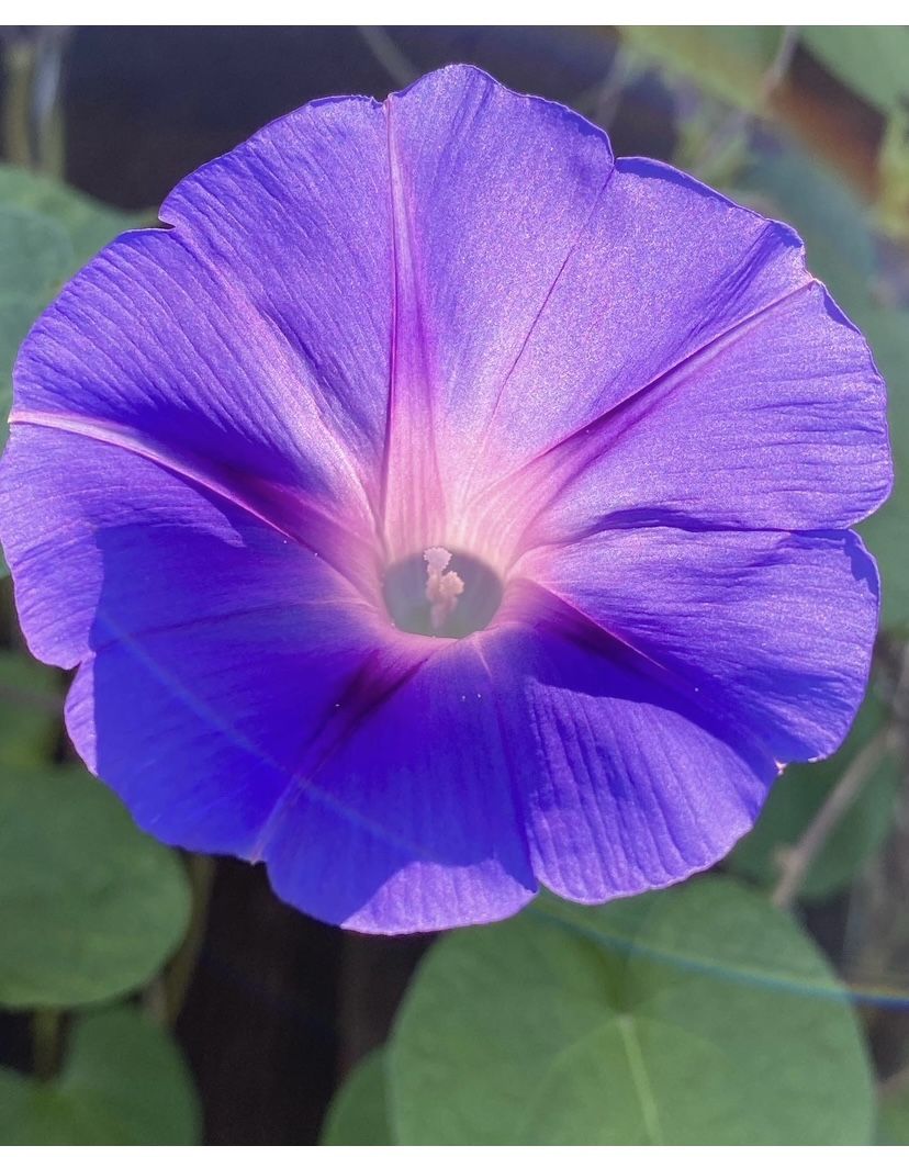 Large Pot Of Morning Glory Plants