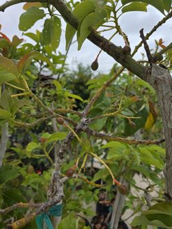Avocado Tree Grafted 7gallones 6ft Tall ya con fruta