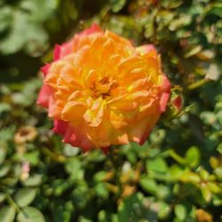 Exotic And Hybrid Roses