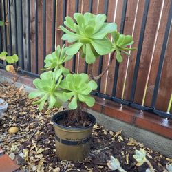Aeonium Plant 