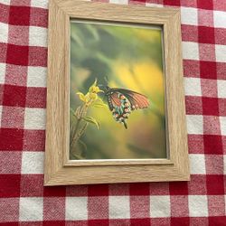 Wings In Bloom 5x7 Local Artwork