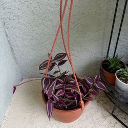 Tradescantia plant