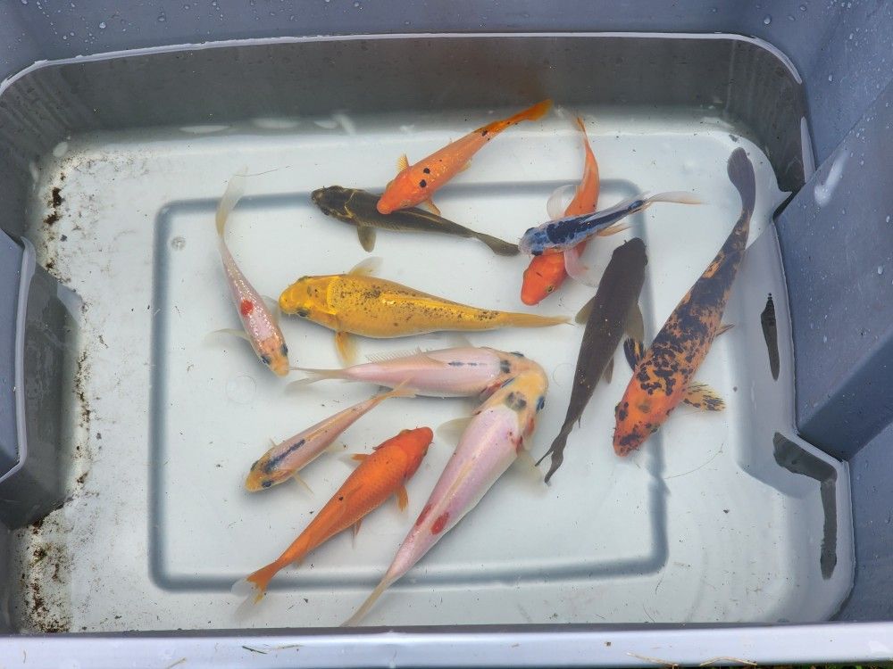 Koi Fish Lot of 12 Japanese Koi Fish Ornamental Pond Fish 4-8 Inches Butterfly & Standard Fin