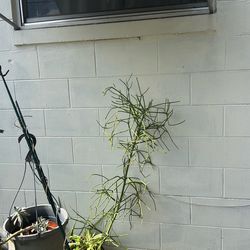 Pencil plant