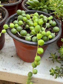 Succulents plant 🪴