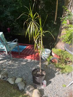 Madagascar Dragon tree
