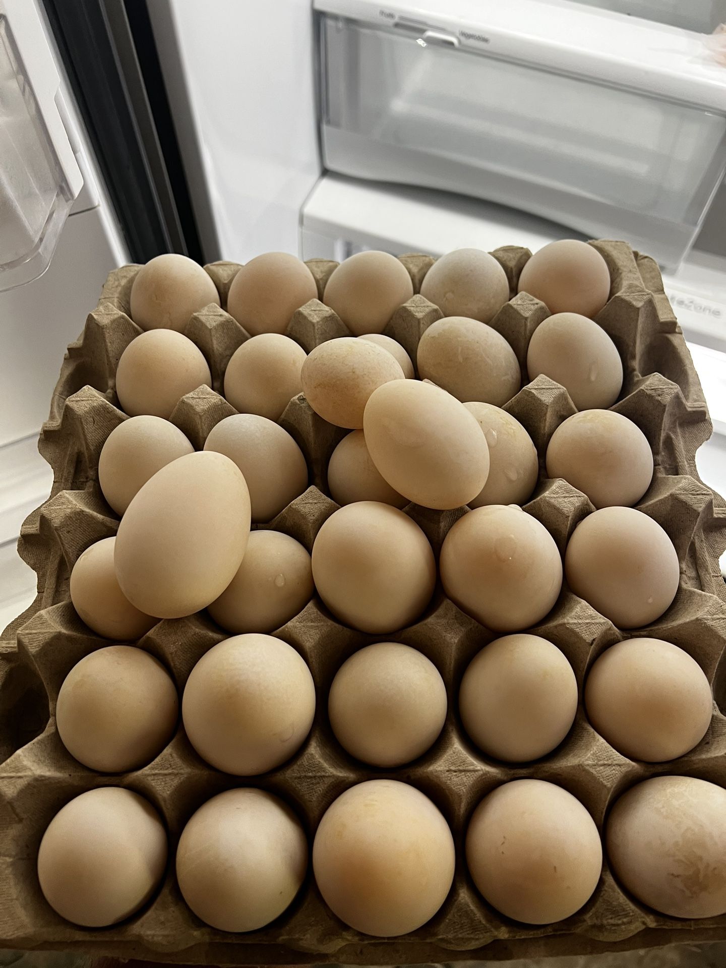 Duck Eggs