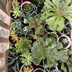 Succulents Associate Varieties Rooted $1 Each