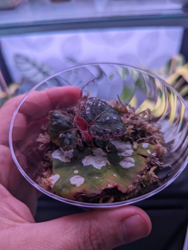 Betsy Begonia Baby