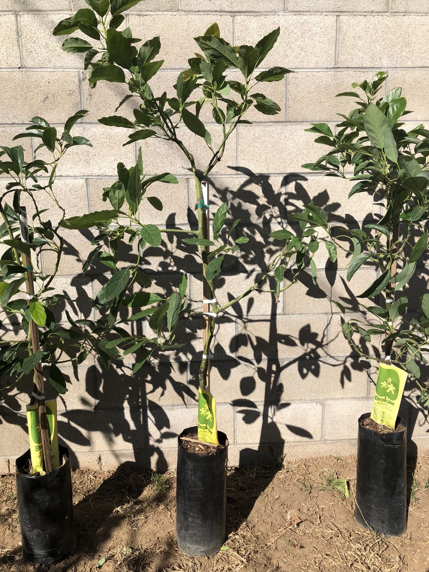 Hass Avocado Tree On Dusa Rootstock 3 Gallon Grafted for Sale in