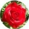 The Rose Resale