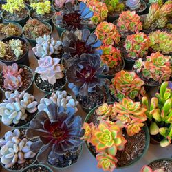 Succulents For Sale