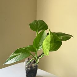 Golden Pothos
