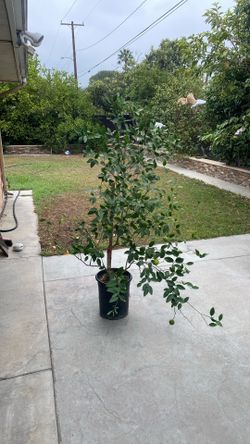 Mexican Lime