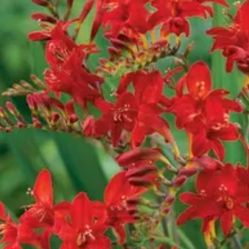 Crocosmia plant in pint sz planter 3 for 5$ or 2 $ ea