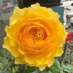 Rare European, Japan rose plants ,      Shining smile