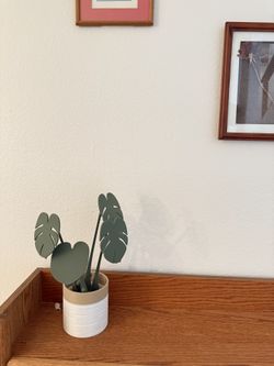 Monstera Plant with Coaster Leaves