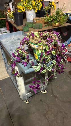 Wandering Jew Plant
