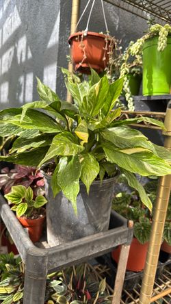 Plantas