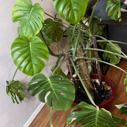 Monstera plant