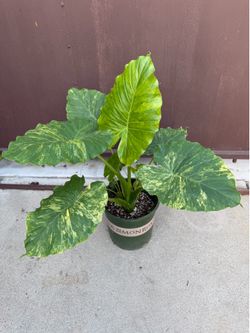 10” big Alocasia Gageana aurea w/ babies