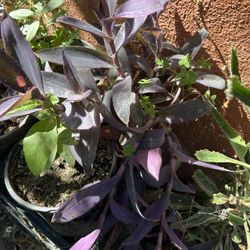 Planta