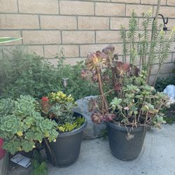 6 Plants For Sale
