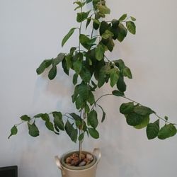 House Plant. 