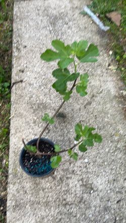 Chicago hardy fig tree