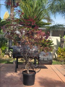 japanese maple tree